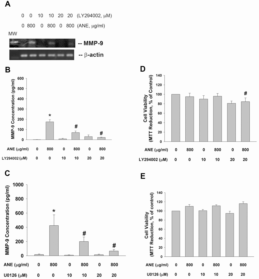 Effect of LY294002, and U0126 on ANE-induced MMP-9 expression/secretion. (A) Effect of LY294002 (10 and 20 μM) on ANE (800 μg/ml)-induced MMP-9 mRNA expression as analyzed by semi-quantitative RT-PCR. One representative result was shown, (B) Effect of LY294002 on ANE (800 μg/ml)-induced MMP-9 secretion in SAS cells as analyzed by ELISA. (C) Effect of U0126 (10 and 20 μM) on ANE (800 μg/ml)-induced MMP-9 secretion in SAS cells as analyzed by ELISA. *denotes statistically significant difference when compared with control. #denotes statistically significant difference when compared with ANE-treated group.