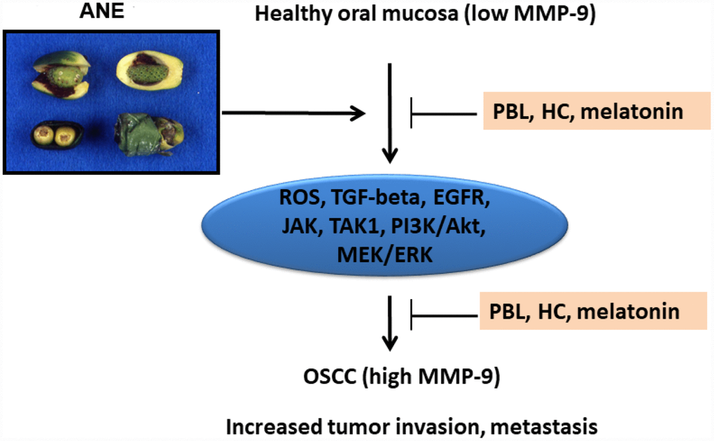 Proposed signaling mechanisms of ANE-induced MMP-9 expression/ secretion of oral mucosal cells, contribution to oral carcinogenesis and its prevention by PBL, HC and melatonin.