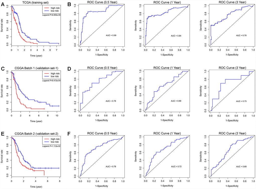 Survival analysis and prognostic performance of the autophagy-related risk score model in GBM. K-M survival curve of the risk score for patient OS in the TCGA training cohort (A), CGGA Batch-1 validation cohort (C), and CGGA Batch-2 validation cohort (E). The high-risk groups had significantly poorer OS rates than the low-risk groups. The prognostic performance of the autophagy signature demonstrated by the time-dependent ROC curve for predicting the 0.5-, 1-, and 3-year OS rates in the TCGA training cohort (B), CGGA Batch-1 validation cohort (D), and CGGA Batch-2 validation cohort (F).