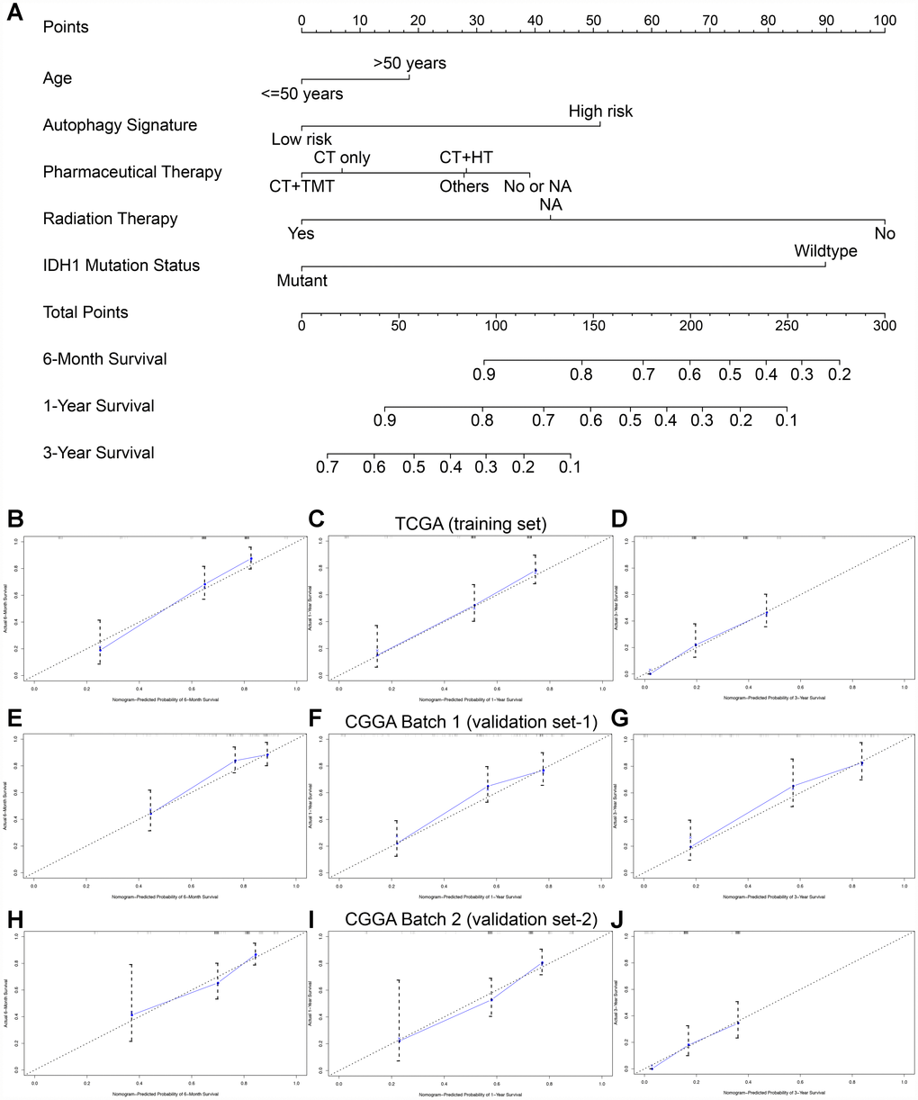 Nomogram to predict the 0.5-, 1-, and 3-year survival probability of patients with GBM. (A) Prognostic nomogram to predict the survival of GBM patients based on the TCGA training set. Calibration curves of the nomogram for predicting survival at 0.5, 1, and 3 years in the TCGA training cohort (B–D), CGGA Batch-1 validation cohort (E–G), and CGGA Batch-2 validation cohort (H–J). The actual survival is plotted on the y-axis; the nomogram-predicted probability is plotted on the x-axis.