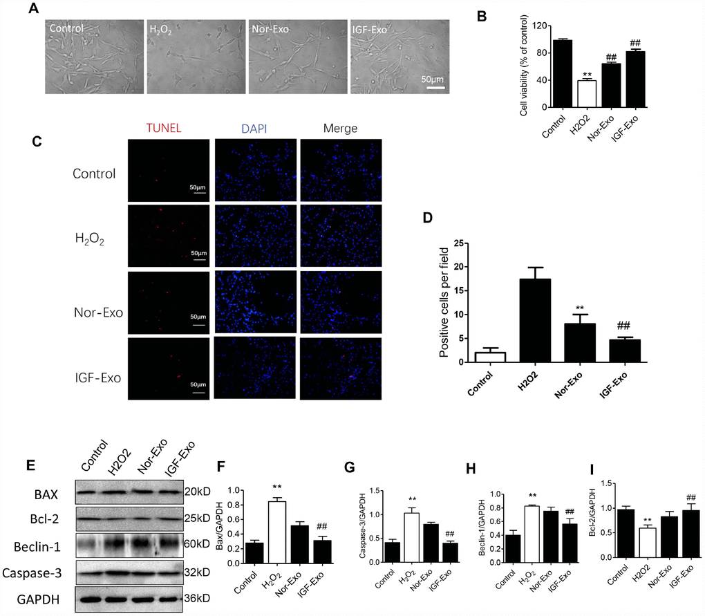 IGF-Exo inhibited H2O2-induced neural apoptosis in PC12 cells invitro. (A) Morphology for each experimental group examined by light microscopy (control group: PC12 cells without treatment; H2O2 group: PC12 cells treated with H2O2 for 24h; Nor-Exo group: PC12 cells pretreated with Nor-Exo for 24h followed by H2O2 for 24h; IGF-Exo group: PC12 cells pretreated with IGF-Exo for 24h followed by H2O2 for 24h). (B) Cell viability in each experimental group; (C) TUNEL staining (red) indicating cell apoptosis in each experimental group; nuclear DAPI stain in blue. (D) TUNEL-positive cell numbers per field for each experimental group. (E) Western Blot analysis of apoptotic and anti-apoptotic proteins. (F–I) Relative expression of BAX, Bcl-2, Beclin-1 and Caspase-3. Data are expressed as means ± SD (analysis of variance followed by Student-Newman-Keuls post hoc test). **P vs. control group; ##P vs. H2O2 group.