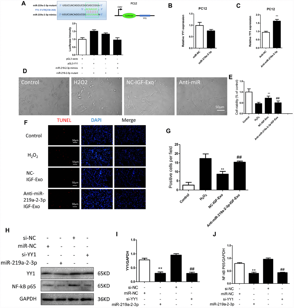 Inhibition of miR-219a-2-3p in exosomes reduced the protective effects of IGF-Exo. (A) Luciferase activity was detected in PC12 cells co-transfected with pGL3 vector, pGL3-YY1, miR-219a-2-3p mimics, or miR-219a-2-3p mutant. (B) Relative YY1 expression after upregulation of miR-219a-2-3p measured by qRT-PCR. B) PC12 cells were transfected with miR-219a-2-3p mimics or miR-NC; relative YY1 expression was analyzed by qRT-PCR. (C) PC12 cells were transfected with Anti-miR-219a-2-3p (miR-219a-2-3p inhibitor) or Anti-NC (control); relative YY1 expression was analyzed by qRT-PCR. (D) Morphology in each experimental group examined by light microscopy (control group: PC12 cells without treatment; H2O2 group: PC12 cells treated with H2O2 for 24h; IGF-Exo group: PC12 cells pretreated with IGF-Exo for 24h followed by H2O2 for 24h); Anti-miR-219a-2-3p-IGF-Exo group: PC12 cells pretreated with miR-219a-2-3p inhibitor-transfected IGF-Exo for 24h followed by H2O2 for 24h). (E) Cell viability in each experimental group when miR-219a-2-3p was downregulated in IGF-Exo; (F) TUNEL staining (red) indicative of apoptosis in each experimental group; DAPI in blue. (G) Numbers of TUNEL-positive cells per field for each experiment group. (H–J) Western Blot analysis of YY1 and NF-kB-p65 (si-NC: siRNA blank vector; miR-NC: miRNA blank vector; si-YY1: YY1 siRNA; miR-219a-2-3p: miR-219a-2-3p mimics). Data are expressed as means ± SD (analysis of variance followed by Student-Newman-Keuls post hoc test). **P vs. control group; ##P vs. SCI group.