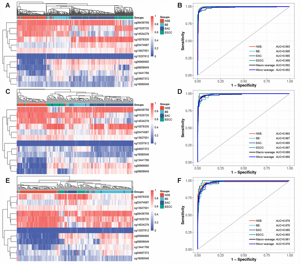 Diagnostic methylation classifier can differentiate for NSE, BE, EAC, and ESCC. Unsupervised hierarchical clustering and heatmap of 12 methylation markers selected for constructing diagnostic methylation classifier in (A) training (N=377), (C) test (N=187), and (E) validation set (N=184). ROC curve showing the high AUC in predicting four tissue types in (B) training, (D) test, and (F) validation set.