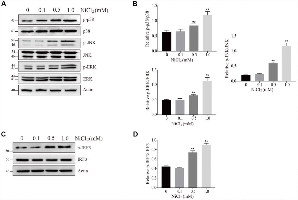 NiCl2 activates MAPKs and IRF3 pathway in BMDMs. (A and B) BMDMs are treated with NiCl2 (0, 0.1, 0.5 and 1.0 mM) for 24h, and immunoblotted for the whole cell lysis p-p38, p38, p-JNK, JNK, p-ERK and ERK protein expression. (C and D) BMDMs are treated with NiCl2 (0, 0.1, 0.5 and 1.0 mM) for 24h, and immunoblotted for the p-IRF3 and IRF3 protein expression. Data are presented with the means ± standard deviation (n=5). *p 