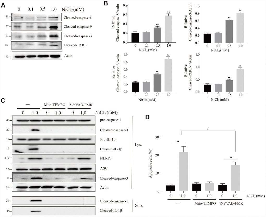 NiCl2 induces apoptosis in BMDMs. (A and B) Immunoblot analysis of cleaved-caspase-8, cleaved-caspase-9, cleaved-caspase-3 and cleaved-PARP in lysates of the NiCl2-treated BMDMs. (C) Immunoblot analysis of pro-caspase-1, cleaved-caspase-1, pro-IL-1β, cleaved- IL-1β, NLRP3, ASC and cleaved-caspase-3 in the NiCl2-treated (24h) BMDMs in the presence/absence of Mito-TEMPO (500 μM, 1h) or Z-YVAD-FMK (100 μM, 1h) pre-treatment, and cleaved-caspase-1and cleaved- IL-1β in the supernatant. (D) Flow cytometry analysis apoptosis in the NiCl2-treated (24h) BMDMs in the presence/absence of Mito-TEMPO (500 μM, 1h) or Z-YVAD-FMK (100 μM, 1h) pre-treatment. Data are presented with the means ± standard deviation (n=5). *p 
