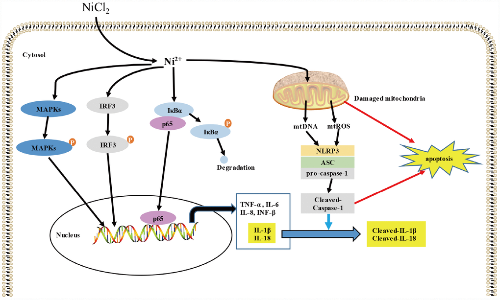 Schematic diagram of the possible inflammatory response induced by NiCl2. NiCl2 triggers the transcription of pro-inflammatory cytokines, including IL-1β, IL-6, IL-8, IL-18, TNF-α and INF-β through the NF-κB, MAPKs, IRF3 signaling pathways in the BMDM. And NiCl2 also can induce caspase-1 activation via NRLP3 inflammasome activation. Moreover, NiCl2 induces apoptosis through mitochondrial ROS-mediated pathway, and also, NLRP3 inflammasome activation contributes to the apoptosis.
