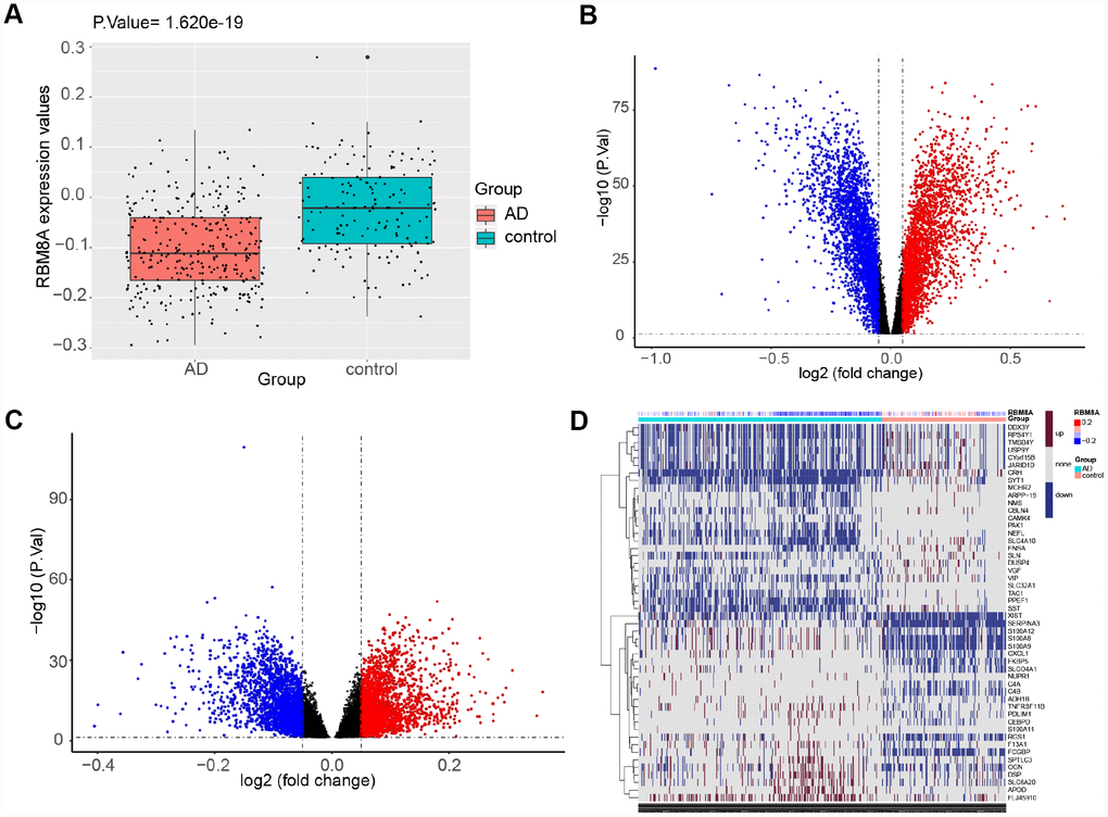 Differential expression gene analysis. (A) RBM8A is down-regulated in AD (P= 1.620e−19, 310 AD patients and 157 normal people's postmortem prefrontal cortex samples are contained). (B) Volcano plot of the AD-control, red represents up-regulated genes, blue represents down-regulated genes, and black represents no significantly differentially expressed genes. (C) Volcano plot of the RBM8A-low/high, blue represents down-regulated genes, and black represents no significantly differentially expressed genes. (D) A heatmap of 25 most up-regulated and 25 most down-regulated genes.