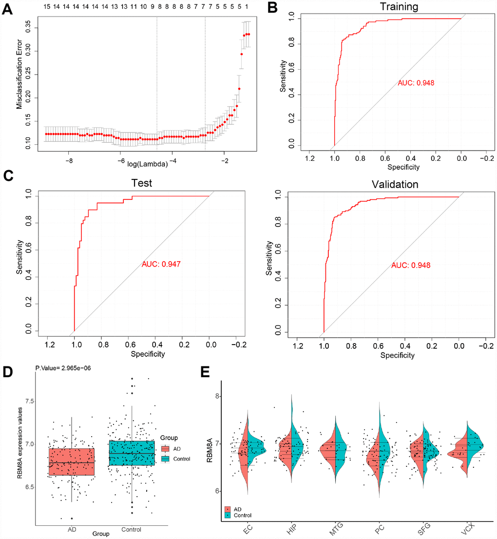 A model for predicting AD and verification of differential expression of RBM8A. (A) LASSO model. (B) ROC curves analysis of train set (GSE33000). (C) ROC curves analysis of test set (GSE3300) and validation (GSE5281 and GSE48350) (D) RBM8A is down-regulated in AD (P= 2.965e-06, 157 AD patients and 247 normal samples are contained). (E) RBM8A is down-regulated in various brain regions. EC: entorhinal cortex, HIP: hippocampus, MTG: medial temporal gyrus, PC: posterior cingulate, SFG: superior frontal gyrus, VCX: primary visual cortex.