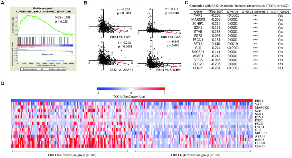 ERK1 was negatively associated with YAP1 signaling-related gene in breast tumors. (A) GSEA of expression data from breast cancer cell lines revealed enrichment of conserved YAP1 target genes in ERK1 low expression tumors compared with those with high ERK1 expression by quartiles. NES, normalized enrichment score. (B) Pearson correlation analysis showed that ERK1 expression levels were negatively correlated with YAP1 and its target gene expression (GLS, ASAP1, SHCBP1) in 1,082 breast tumors. (C) List of the Pearson analysis of correlation between several YAP1 target genes and ERK1 in 1082 breast tumors. (D) Heat map showing low expression levels of ERK1 (top 10% ERK1 high expression cases vs. 10% ERK1 low expression cases) enriched YAP1 signaling-related gene expression in TCGA dataset containing 1082 cases.