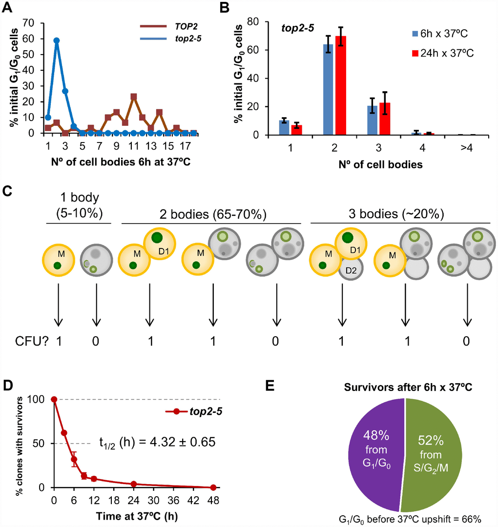 Most progeny coming from a Top2-mediated mitotic catastrophe is inviable. (A) Haploid TOP2 (WT) or top2-5 cells were grown at 25 °C and spread on YPD agar plates. Unbudded cells (G1/G0) were identified and photographed again after 6 h at 37 °C. Number of cell bodies (buds) coming from these G1/G0 cells were then counted and plotted as indicated. (B) The same analysis as in panel A but including data coming from independent experiments as well as after 24 h incubation at 37 °C (mean ± s.e.m., n=3). (C) The principle of the solid medium-based clonogenic assay. Unlike the liquid medium-based clonogenic assay, cells are spread on the Petri dish before the condition that challenges survivability is transiently triggered (Top2 inactivation in our study). In the solid medium-based assay, the colony forming unit (CFU) reading after the challenge is binary, irrespective of how far cells keep on dividing during the challenge: “0” if all clonal cells are inviable (grey); “1” if at least one cell from the clone stays viable (yellowish orange). (D) Time course of clonogenic survivability. Asynchronous top2-5 cultures growing at 25 °C were spread onto several YPD plates. The plates were incubated at 37 °C for different periods before transferring them 25 °C. Four days after the initial plating, visible colonies (macrocolonies) were counted and normalized to a control plate which was never incubated at 37 °C (0h). (E) Analysis of the origin of macrocolonies after the 6 h x 37 °C regime as determined after microscanning plates at the time of seeding (N=33 macrocolonies; 2:1 unbudded:budded ratio at seeding).