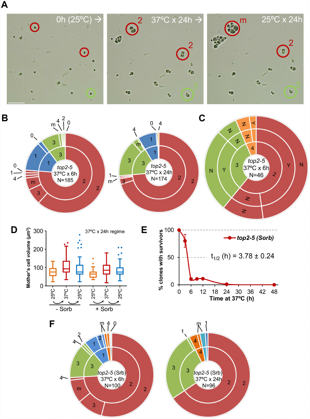 Most daughter cells coming from a Top2-mediated mitotic catastrophe are unable to divide again. (A) Haploid top2-5 cells were spread at high cell density on two Petri dishes. At the time of seeding, 0h (25 °C), several fields were photomicrographed before incubating the plates at 37 °C during either 6 h or 24 h. After the 37 °C incubations, the same fields were localized, photomicrographed again, and further incubated 16-24 h at 25 °C. An example of a microscope field of a 37 °C x 24 h experiment. Three representative unbudded cells at 0h (25 °C) are highlighted. In red, two cells that budded just once during the 37 °C x 24 h incubation (“2” cell bodies); one of them able to re-bud again a few times after the 25 °C downshift (“m”) and the second one that remained stuck as “2”. In green, a cell that reached “3” bodies at 37° C and remained so after the final 25 °C x 24 h incubation. Scale bar corresponds to 50 μm. (B) Analysis of how far the top2-5 MC progeny can go based on the microcolony approach shown in panel A. Only unbudded (G1/G0) cells at 0h (25 °C) were considered. The inner circle in the sunburst chart depicts proportions of cell bodies after the 37 °C incubation. The outer circle depicts the situation after the final 25 °C incubations (see supplemental information for a detailed description). On the left are results from a 37 °C x 6 h regime; on the right are results from a 37 °C x 24 h regime. Numbers point to the number of cell bodies; “m” means microcolonies of 5 or more bodies. (C) Capability of the top2-5 progeny to split apart and relationship with overall survivability. Unbudded cells were micromanipulated and arranged at defined plate positions before incubating them for 6 h at 37 °C. Then, those cells able to re-bud at least once were subjected to an attempt to physically separate the cell bodies. The inner circle in the sunburst depicts the number of cell bodies after the 37 °C incubation. The middle circle depicts the result of the separation attempt (“Y” or “N”, successful or unsuccessful, respectively). The outer circle indicates if any of the bodies was able to raise a macrocolony (Yes or No) after 4 d incubation at 25 °C. (D) Progression of the size (volume) of the original G1/G0 cells (mother) after the top2-5 mitotic catastrophe with and without the osmotic stabilizer Sorbitol (Sorb, 1.2 M). (E) Time course of clonogenic survivability in the presence of 1.2 M Sorbitol. The experiment was conducted as in Figure 1D. (F) Sunbursts of microcolony analyses in the presence of 1.2 M Sorbitol (Srb) at the 6 h and 24 h x 37 °C regimes. Interpretation as in panel B. In sunburst charts, N indicates number of original unbudded cells which were followed; blue sectors depict G1/G0 cells that remained unbudded during the 37 °C incubations; red sectors, cells that budded once at 37 °C; green sectors, cells that reached 3 bodies at 37 °C; orange sectors, cells that reached 4 bodies at 37 °C; cyan sectors, cells that reached 5 or more bodies at 37 °C.