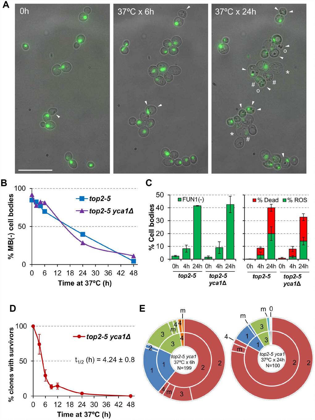 Cell vitality remain high for several hours after the top2 mitotic catastrophe and is not modulated by Yca1. (A) Morphological patterns of cell and nuclear sickness after the top2 MC. Haploid top2-5 HTA2-GFP cells were seeded onto agarose patches and the same fields visualized under the fluorescence microscope at 0 h, 6 h and 24 h after the 37 °C temperature upshift. White filled triangles point to darkened inclusion bodies, asterisks (*) swelled cells, open circles (○) cells that has lost their rounded shape, and hash (#) points to cells that have largely lost the H2A-GFP signal. BF, bright field. Scale bar corresponds to 20 μm. (B) Time course of cell vitality decline as reporter by methylene blue (MB) negative staining. Asynchronous cultures of the top2-5 and top2-5yca1Δ strains were grown at 25 °C before shifting the temperature to 37 °C. At the indicated time points (0, 2, 4, 6, 24 & 48 h), samples were taken and stained with the vital dye MB. (C) Cell vitality decline as reported by metabolic competence, intrinsic ROS generation, and loss of plasma membrane impermeability. Cells were treated as in B and stained at the indicated time points with the vital dye FUN1, the death marker propidium iodide (PI), and/or the ROS reporter DCFH-DA (mean ± s.e.m., n=3). (D) Clonogenic survival profile of top2-5 yca1Δ as determined on the low-density plates (mean ± s.e.m., n=3). The experimental procedure is described in Figure 1D. (E) Ability to re-bud of the top2-5 yca1Δ MC progeny as determined on the high-density plates. The experimental procedure is described in Figure 2.