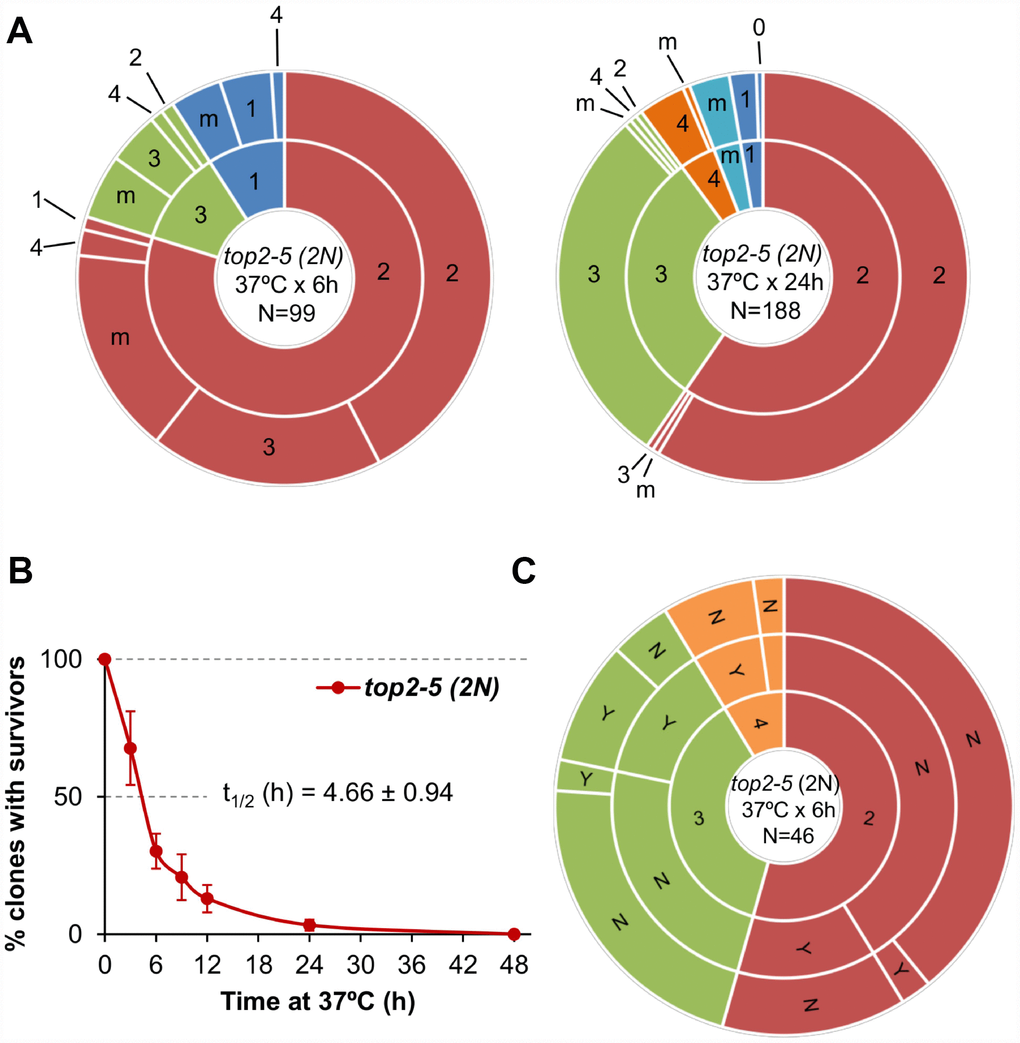 Mitotic catastrophe in top2-5 diploids leads to progeny with a greater capacity for cell division than observed in the haploid. Isogenic homozygous top2-5 diploid cells were grown and spread at either low or high cell density on Petri dishes. In addition, G1/G0 cells were micromanipulated, arrayed and treated as described in Figure 2C. (A) Ability to re-bud after transient (6 h or 24 h) incubations at 37 °C of the high-density plates. The experimental procedure is described in Figure 2. (B) Clonogenic survival profile as determined on the low-density plates (mean ± s.e.m., n=3). The experimental procedure is described in Figure 1D. (C) Capability of the progeny to split apart and relationship with overall survivability. The experimental procedure is described in Figure 2C.