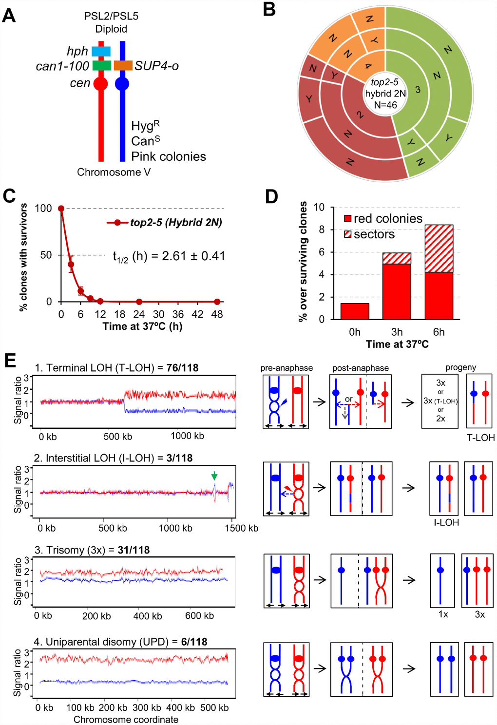 Mitotic catastrophe in top2-5 heterozygous diploids leads to survivors with specific genetic instability footprints. (A) Schematic of the engineered chromosome V (cV) from the hybrid highly heterozygous (~55,000 SNPs) diploids used in this study. As explained in the text, the genetic modifications applied in cV allowed for selection of chromosome rearrangements. (B) G1/G0 cells from the hybrid highly heterozygous top2-5 diploid FM1873 strain were micromanipulated, arrayed and treated as described in Figure 2C. The capability of the immediate progeny to split apart and its relationship with overall survivability is shown in the sunburst chart. (C) Clonogenic survival profile of FM1873 as determined on low-density plates (mean ± s.e.m., n=3). The experimental procedure is described in Figure 1D. (D) Percentage of red or sectored (either white:red or pink:red) colonies in the surviving clones. Both outcomes often reflect genetic alterations on cV as described in the text. (E) Results of SNP microarray analysis of colonies derived from FM1873 or MD684. Microarray patterns showing specific chromosome rearrangements are shown on the left side, and diagrams of the putative events producing these patterns are shown on the right side. The number of specific events out of 118 total events is indicated. For the microarray patterns, hybridization to SNPs specific to homologs derived from W303-1A are shown in red, and hybridizations to SNPs specific to YJM789 are shown in blue. The X-axis shows SGD coordinates for the chromosome, and the Y-axis shows the ratio of hybridization normalized to a heterozygous diploid strain. The representative examples correspond to (1) a T-LOH event on chromosome IV (MD684.1.1 (E1) in Table 1); (2) a I-LOH event (marked with a green arrow) plus T-LOH event on chromosome IV (FM1873-15c (C2) in Table 1); (3) a Trisomy for chromosome XIV (MD684.1.1 (E1) in Table 1); and (4) a UPD for chromosome V (This isolate has two copies of the W303-1A-derived and no copies of the YJM789-derived chromosome).