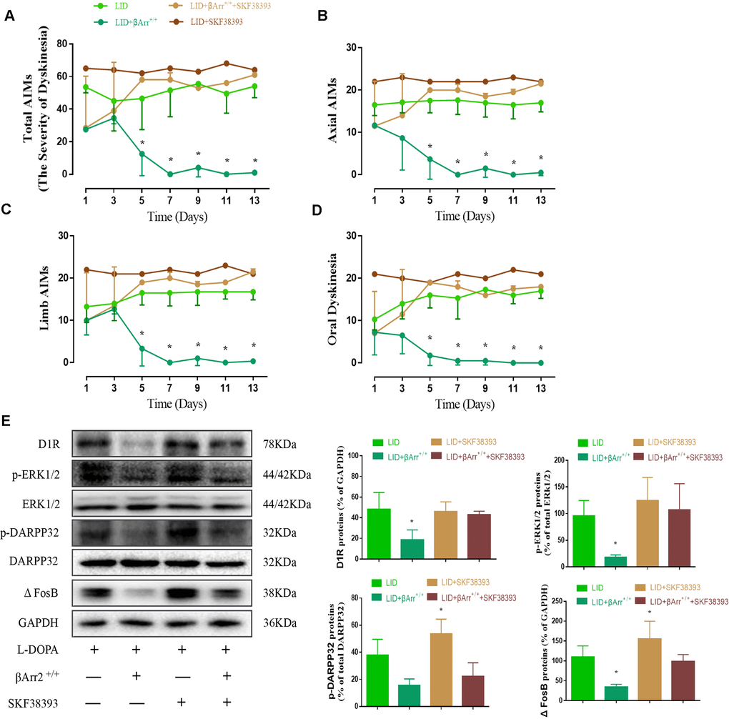 AAV β-arrestin2 overexpression and LID groups respectively followed by intraperitoneal injection of D1R agonist (SKF38393) or saline. Rats were rated for AIMs on days 1, 3, 5, 7, 9, 11 and 13 after the injection of SKF38393. Collecting the striatums of the following four groups to prepare tissue homogenate for WB: LID, LID plus β-arrestin2-/-, LID plus SCH23390, and LID plus β-arrestin2-/- plus SCH23390. (A) Total AIM scores; (B) axial AIM score; (C) limb limb; (D) orolingual AIM score (n = 4 for each group, total 4*4=16); (E) The protein level of D1R, phosphor-ERK1/2, phosphor-DARPP32 and FosB by WB. Data are displayed as mean ± standard error of mean; * P+/+ + SKF38393 group (n = 4 for each group, Kruskal Wallis followed by Dunn’s test for multiple comparisons in AIM scores, ANOVA followed by LSD post-hoc comparisons in proteins detection).