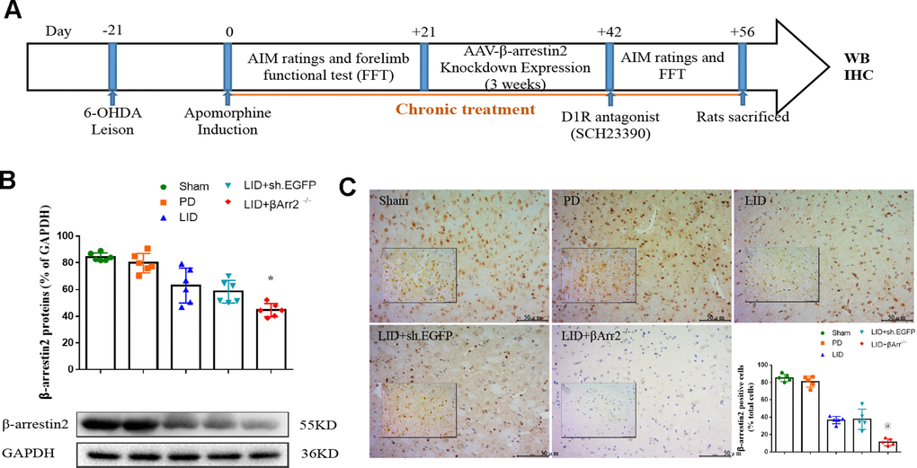 Recombinant AAV-mediated β-arrestin2 knock-down (β-arrestin2-/-) in 6-OHDA-lesioned rats treated with L-dopa. (A) The whole process of the second part experimental design (n=56); (B) AAV-β-arrestin2 knock-down (β-arrestin2-/-) relative to GAPDH level in five groups by WB in the lesioned striatum (n = 4 for each group, total n=4*5=20); (C) AAV-β-arrestin2 knock-down (β-arrestin2-/-) in five groups by IHC in the lesioned striatum. Scale bar represents 100 um. @ P