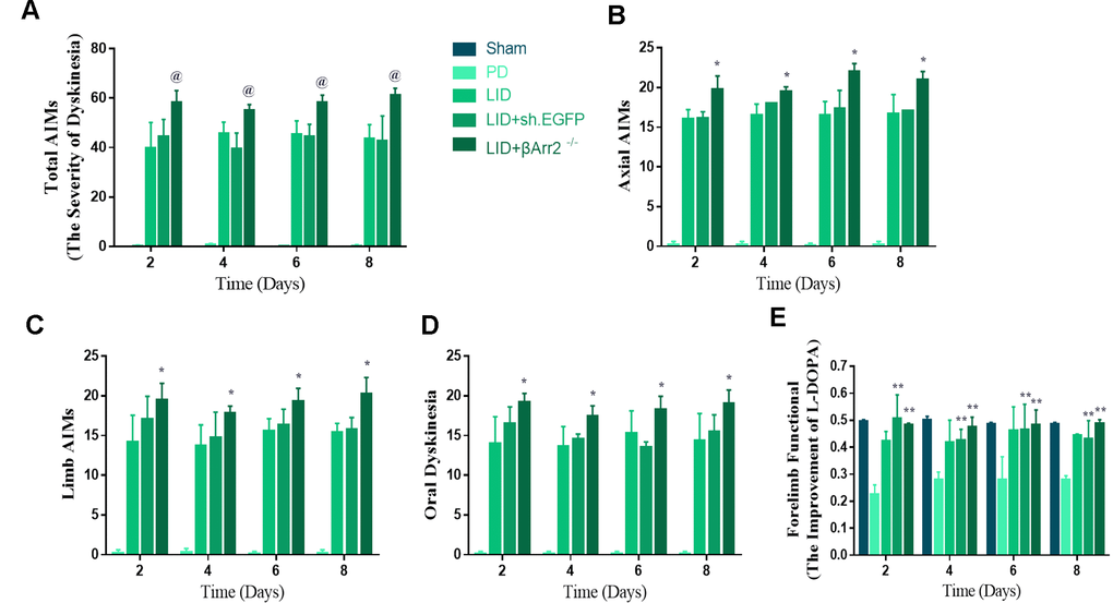 AAV-Mediated β-arrestin2 knock-down (β-arrestin2-/-) aggravates AIMs induced by L-dopa in 6-OHDA-lesioned rats. Rats were rated for AIMs on days 2, 4, 6 and 8 after the striatum-targeted injection of β-arrestin2-/- (total n=40 rats). (A) Total AIM scores measured after L-dopa or saline injection in all groups; (B) axial AIM score; (C) limb AIM score; (D) orolingual AIM score; (E) Forelimb functional test. @ P