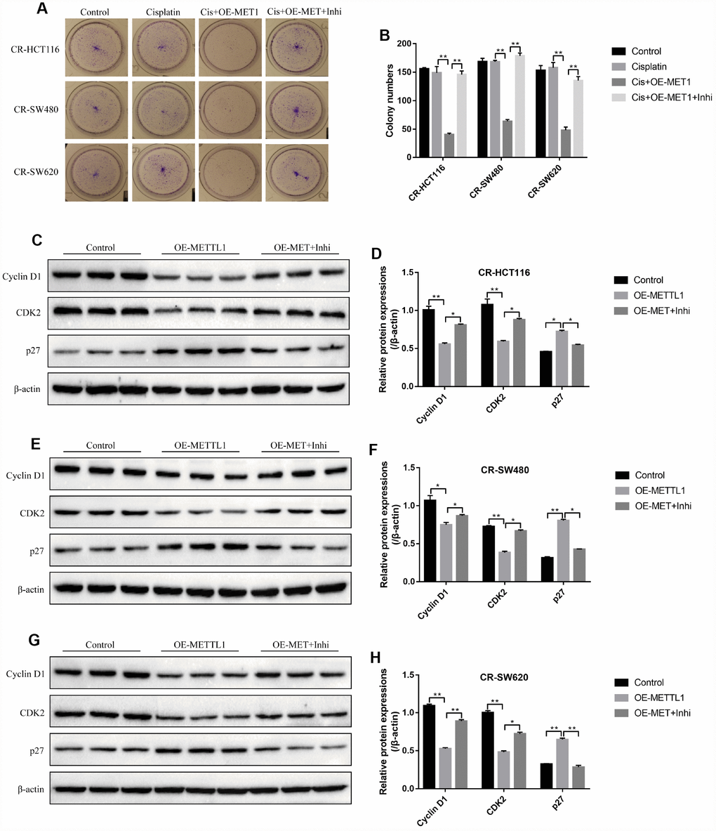 METTL1 regulated CR-CC cell proliferation by targeting miR-149-3p. (A, B) Colony formation assay was performed to evaluate the colony formation abilities in CC cells. Western Blot was conducted to detect the expression levels of Cyclin D1, CDK2 and p27 in (C, D) CR-HCT116 cells, (E, F) CR-SW480 cells and (G, H) CR-SW620 cells. (“OE-METTL1” represented “Overexpressed METTL1 group”, and “OE-METTL1+Inhi” represented “Overexpressed METTL1 plus miR-149-3p inhibitor group”). All the experiments repeated at least 3 times. “*” means p p 