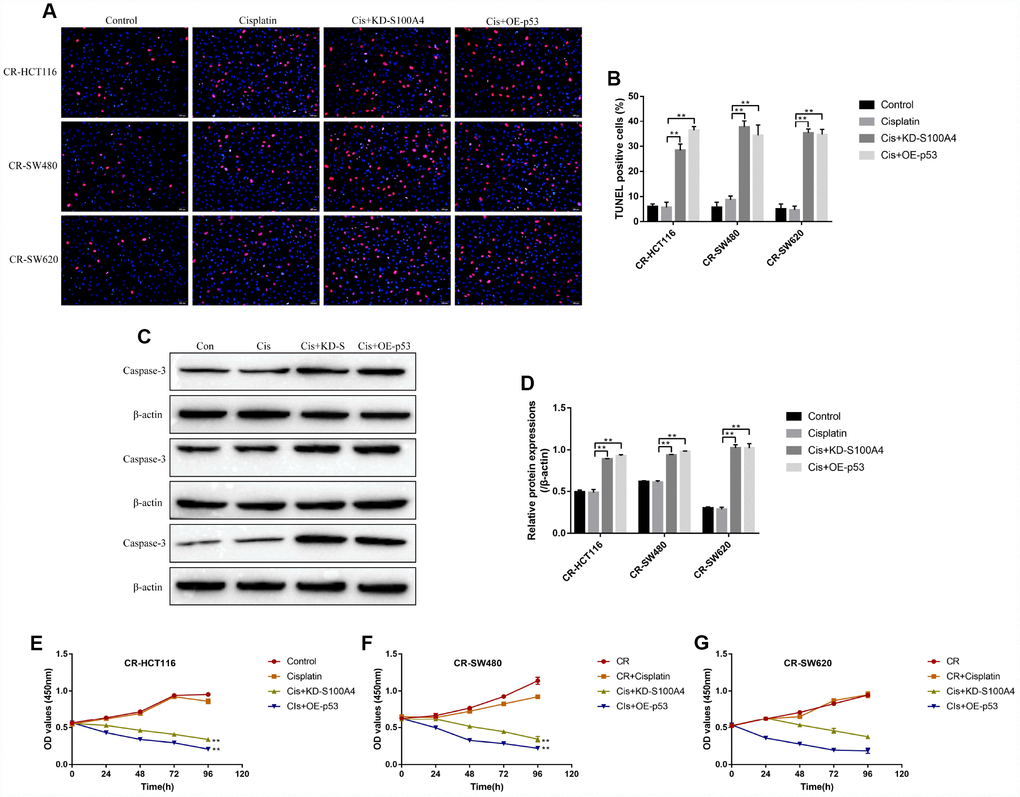 The effects of S100A4 and p53 on CR-CC cell viability. (A, B) TUNEL assay was conducted to detect cell apoptosis ratio in CC cells. (C, D) Western Blot was used to determine the expression levels of cleaved Caspase-3 in CR-CC cells. CCK-8 assay was performed to detect the proliferation ability of (E) CR-HCT116 cells, (F) CR-SW480 cells and (G) CR-SW620 cells. (“Con” represented “Control group”, “Cis” indicated “Cisplatin treated group”, “Cis+KD-S” represented “Cisplatin plus downregulated S100A4 treated group”, “Cis+OE-p53” represented “Cisplatin plus overexpressed p53 treated group”). All the experiments repeated at least 3 times. “*” means p p 