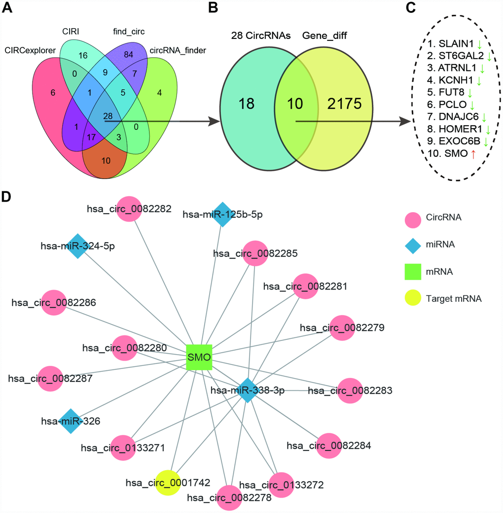 CircSMO742 was predicted as an important factor in glioma. (A) 28 common differently expressed circRNAs in GSE86202 searched with four methods shown by Venn diagram. (B, C) 10 DEGs sharing same name by these 28 circRNA and differently expressed mRNAs with RNA-Seq, and only SMO up regulated. (D) Network of mRNAs transcripted by SMO, circRNAs and possible targeting miRNAs.