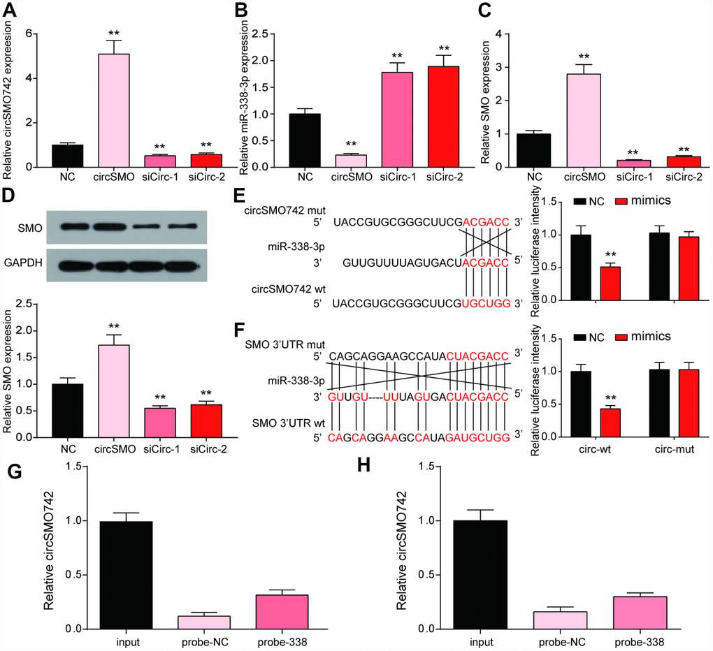 CircSMO742 and SMO were simultaneously targeted by miR-338-3p. (A–D) Expression level of circSMO742, miR-338-3p, SMO mRNA and protein in different groups, NC, circSMO742 over-expressed, circSMO742 knockdown, measured with qRT-PCR and western blot assay. The level of circSMO742 (E) and SMO (G) in U-87 MG cells captured with miR-338-3p-biotin probes were higher compared with NC-probe, respectively. The direct interaction between circSMO742 and miR-338-3p (F) or SMO and miR-338-3p (H) was detected by dual luciferase reporter assays. *P