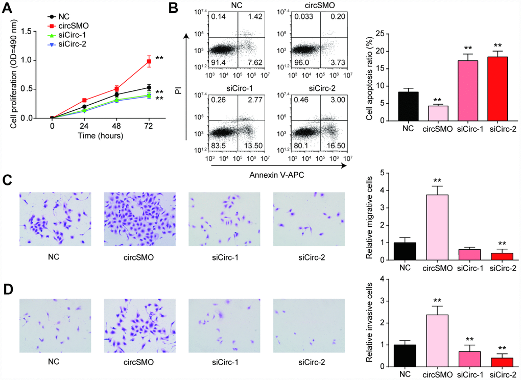 CircSMO742 affected glioma cells activity. (A) Cells proliferation in 72 hours measured with CCK8 assay, after over-expressed, or knocking down of circSMO742, compared with NC group. (B) Cells apoptosis ratio detected with Flow cytometry dealt with over-expressed, knocking down of circSMO742, compare with NC group. (C, D) Migration and invasion were detected with transwell assay after transfection. The results pointed out that circSMO promoted cells proliferation, migration and invasion while inhibited cells apoptosis. *P