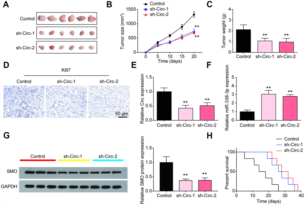 The inhibitory role of circSMO742 knockdown was verified in vivo. (A–C) The tumors in circSMO742 suppression group were significantly smaller than that of NC group after 20 days injections growth. (D) The Ki67 was stained to detect the proliferation of cells. (E–G) CircSMO742 and SMO protein expression in circSMO742 knockdown (sh-Circs) groups were reduced while miR-338-3p was elevated. (H) Survival percentages of nude mice with different treatments. **P