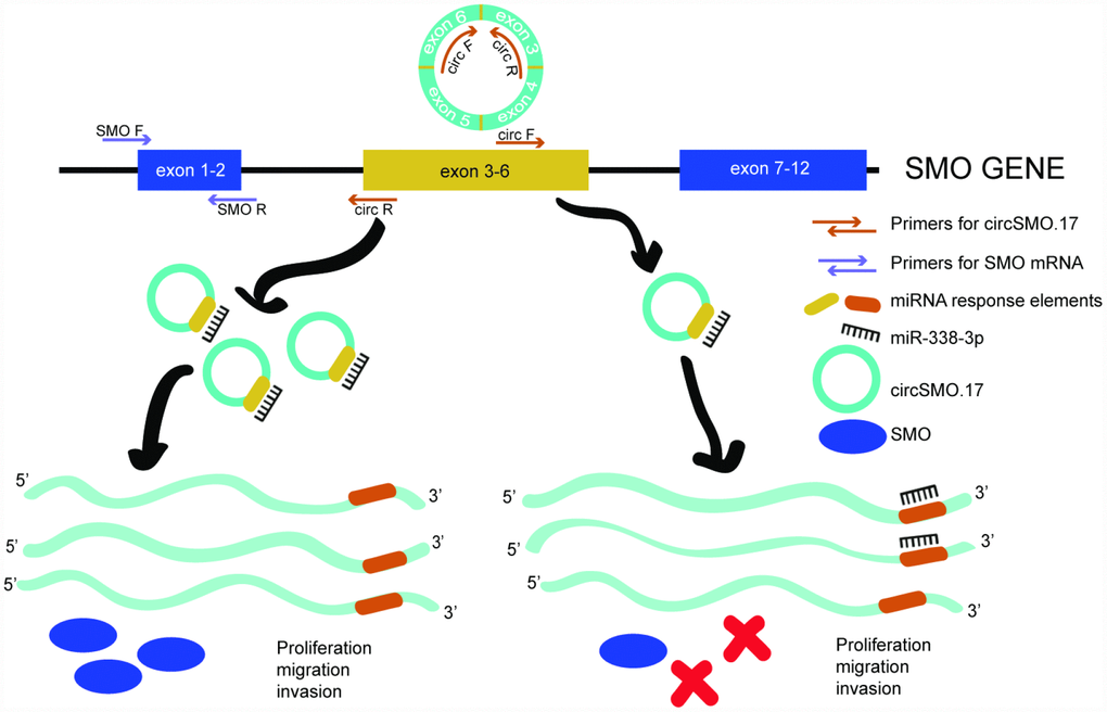 Schematic diagram of endogenous competition mechanism. CircSMO742 and SMO mRNA derived from a parent gene of SMO and circSMO742 circled from 4 exons. In glioma, circSMO742 was up-regulation could sponge miR-338-3p a lot to let parent gene largely coding SMO mRNA, encoding SMO protein to promote cell proliferation, migration and invasion.