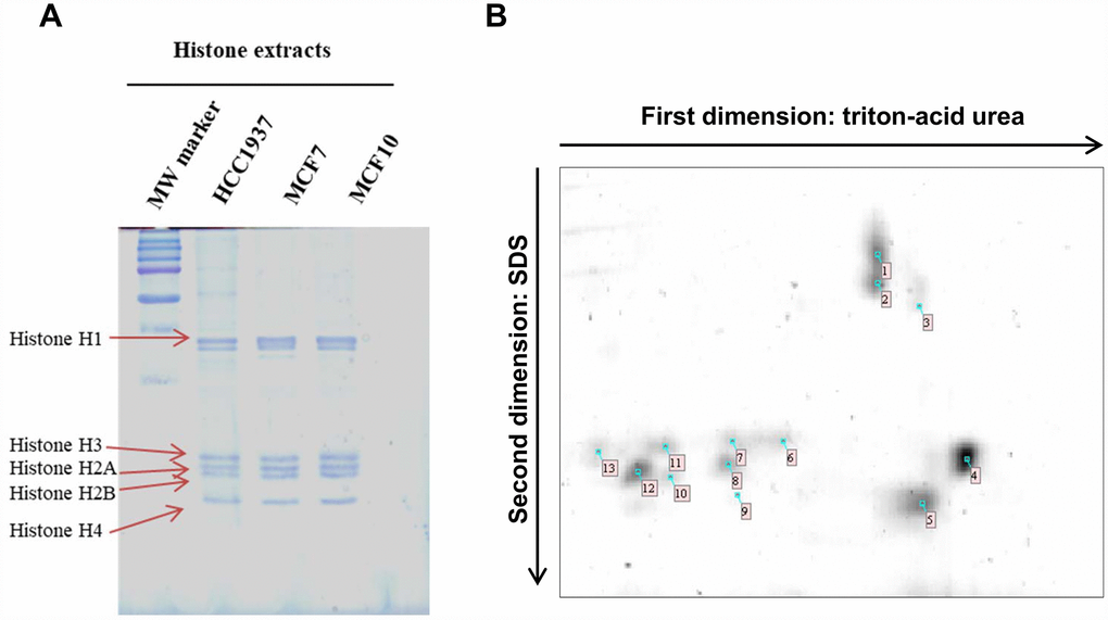 1D TAU gel and 2D TAU gel map of histones in breast cancer cells. (Panel A) The image shows a peculiar separation pattern of histone isoforms, extract from HCC1937, MCF7 and MCF10 cells lines, using 1D-TAU gel. (Panel B) Representative 2D TAU PAGE of histones extract from MCF7 cells. Histones were first resolved by TAU gel and subsequently separated using SDS gel. Spots extracted and analyzed by mass spectrometry are noted on the gel map. All experiments were repeated three times using biologic replicates. Numbered spots are described on table 1 where for each spot is reported the id number, the accession number, histone description, the number of identified peptides, the percentage of sequence coverage, molecular weight and isoelectric point.