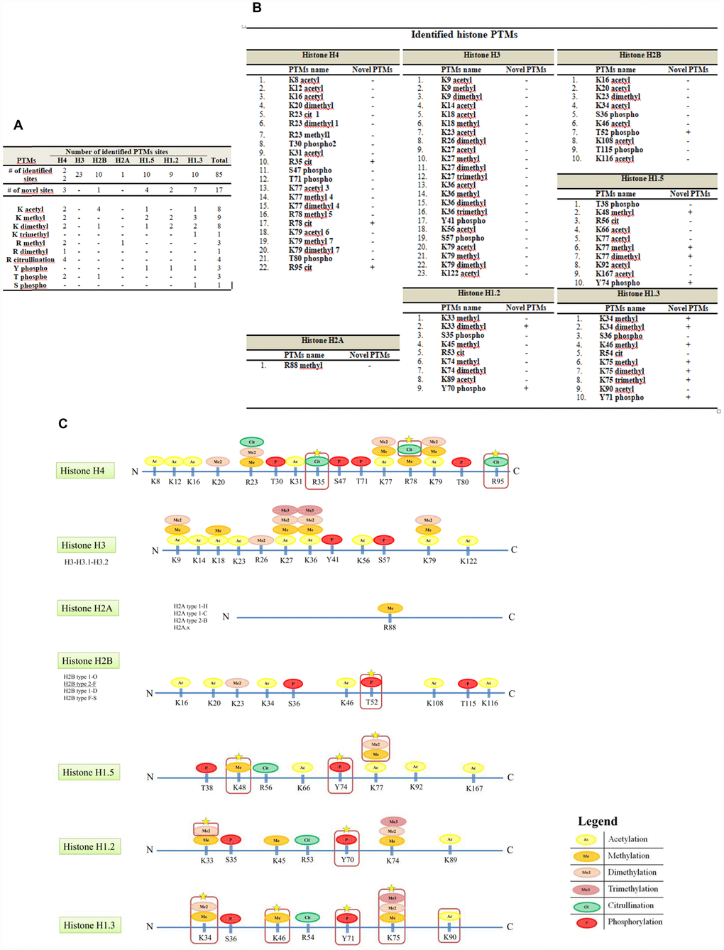 Histone PTMs sites identified by this study. (A) The table summarizes all the PTMs sites identified. Using the described approach, we identified a total of eighty-five histones PTMs, seventeen of these were not previously described on the UniProt database. (B) The identified novel modifications consist of 5 lysine methylation, 4 lysine dimethylation, 1 lysine trimethylation, 3 arginine citrullination, 1 threonine phosphorylation and 3 tyrosine phosphorylation. Mass spectrometry data are averages of three biologic replicates. (C) Novel and known sites of PTM along histones sequences. The identified modifications consist of acetylation, methylation, dimethylation, trimethylation, citrullination and phosphorylation. Red boxes indicate novel modifications.