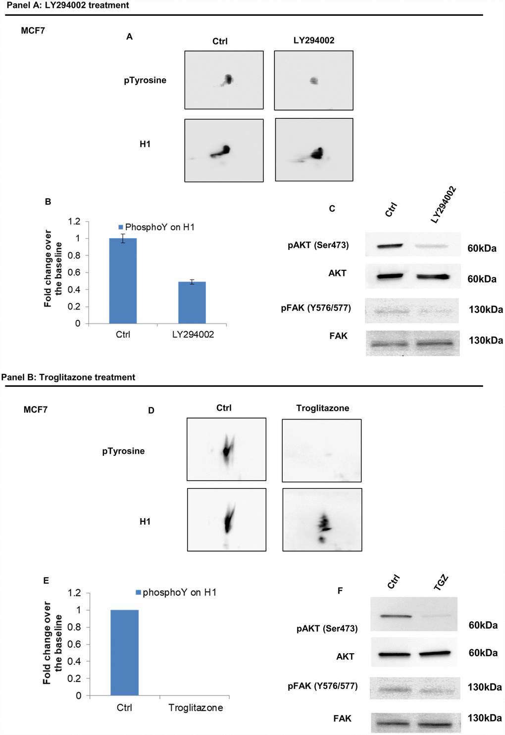 Analysis of H1 histone tyrosine phosphorylation following LY294002 and Troglitazone treatments in MCF7 cells. (Panel A) (A) 2D TAU Western blot analysis of histone H1 tyrosine phosphorylation level (upper panel) and relative normalization with H1 antibody (lower panel) after treatment of MCF7 with LY294002; All WB images were acquired in 4 seconds. (B) Densitometry analysis of H1 tyrosine phosphorylation spots; (C) Western blot analysis of pAKT, and pFAK (Y576/577) levels in protein extracts from LY294002 treated cells. Phospho-Akt (ser473) and pFAK (Y576/577) signals were normalized to the corresponding total Akt and total FAK, respectively. (Panel B) (D) 2D TAU Western blot analysis of histone H1 tyrosine phosphorylation level (upper panel) and relative normalization with H1 antibody (lower panel) after treatment of MCF7 with Troglitazone; All WB 2D images were acquired in 4 seconds. (E) Densitometry analysis of H1 tyrosine phosphorylation spots; (F) Western blot analysis of pAKT, and pFAK (Y576/577) levels in protein extract from Troglitazone treated cells. Phospho-Akt (ser473) and pFAK (Y576/577) signals were normalized agianst the corresponding total Akt and total FAK respectively. The assays were repeated in three independent biological replicates. Data are expressed as mean ± SEM (N =3).
