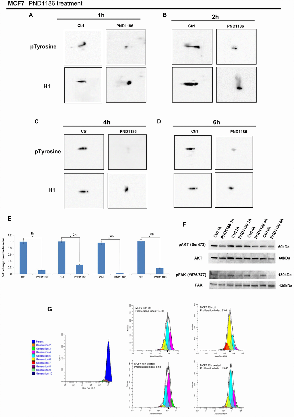 Analysis of H1 histone tyrosine phosphorylation following PND1186 treatments in MCF7 cells. 2D TAU Western blot analysis of histone H1 tyrosine phosphorylation (upper panel) and relative normalization with H1 antibody (lower panel) after PND1186 treatment; a time course of FAK inhibition was done at 1 hour (Panel A), 2 hours (Panel B), 4 hours (Panel C) and 6 hours (Panel D). All WB 2D images were acquired in 4 seconds. (Panel E) Densitometry analysis of H1 tyrosine phosphorylation spots; (panel F) Western blot analysis of pAKT, and pFAK levels in protein extracts from PND1186-treated cells. Phospho-Akt (ser473) and pFAK (Y576/577) signals were normalized against the corresponding total Akt and total FAK respectively. The assays were repeated in three independent biological replicates. Data are expressed as mean ± SEM (N =3), (G) Cells untreated and in presence of PND1186 300nM were cultured for 48 and 72 hours. Proliferation potential was detected, at single cell level, by CellTrace™ CFSE labeling. FACS analysis was performed at T0 (immediately after cell staining to define the parent population) and at 48 and 72 hours. Data were analysed by ModFit LT™ 4.0 software and the proliferation index has been generated for each sample.