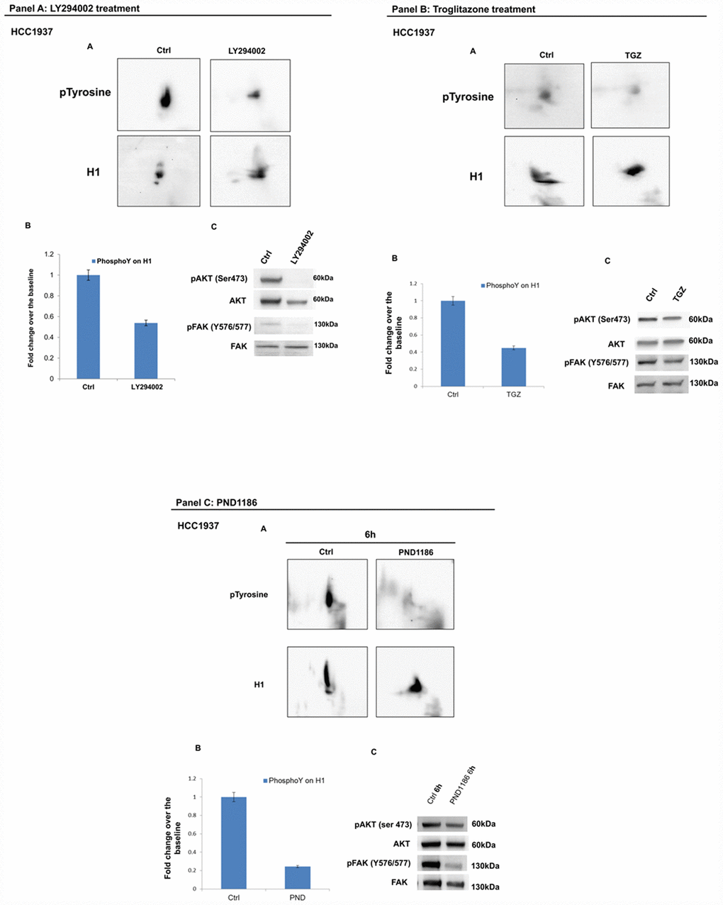 Analysis of H1 histone tyrosine phosphorylation following LY294002, Troglitazone and PND1186 treatments in HCC1937 cells. (Panel A) Analysis of H1 histone tyrosine phosphorylation following LY294002 treatments in HCC1937 cells. (A) 2D TAU Western blot analysis of histone H1 tyrosine phosphorylation level (upper panel) and relative normalization with H1 antibody (lower panel) after treatment of HCC1937 with LY294002; All WB 2D images were acquired in 4 seconds. (B) Densitometry analysis of H1 tyrosine phosphorylation spots; (C) Western blot analysis of pAKT, and pFAK (Y576/577) levels in protein extracts from LY294002 treated cells. Phospho-Akt (ser473) and pFAK (Y576/577) signals were normalized to the corresponding total Akt and total FAK respectively. (Panel B) Analysis of H1 histone tyrosine phosphorylation following Troglitazone treatments in HCC1937 cells. (A) 2D TAU Western blot analysis of histone H1 tyrosine phosphorylation level (upper panel) and relative normalization with H1 antibody (lower panel) after treatment of HCC1937 with Troglitazone; All WB 2D images were acquired in 4 seconds. (B) Densitometry analysis of H1 tyrosine phosphorylation spots; (C) Western blot analysis of pAKT, and pFAK (Y576/577) levels in protein extract from Troglitazone treated cells. Phospho-Akt (S473) and p-FAK (Y576/577) signals were normalized to the corresponding total Akt and total FAK respectively. (Panel C) Analysis of H1 histone tyrosine phosphorylation following PND1186 treatments in HCC1937 cells. (A) 2D TAU Western blot map of histone H1 tyrosine phosphorylation (upper panel) and relative normalization with H1 antibody (lower panel) after PND1186 treatment; All WB 2D images were acquired in 4 seconds. (B) Densitometry analysis of H1 tyrosine phosphorylation spots; (C) Western blot analysis of pAKT, and p-FAK levels in protein extract from PND1186 treated cells. Phospho-Akt (S473) and pFAK (Y576/577) signals were normalized to the corresponding total Akt and total FAK respectively. The assays were repeated in three independent biological replicates. Data are expressed as mean ± SEM (N =3).