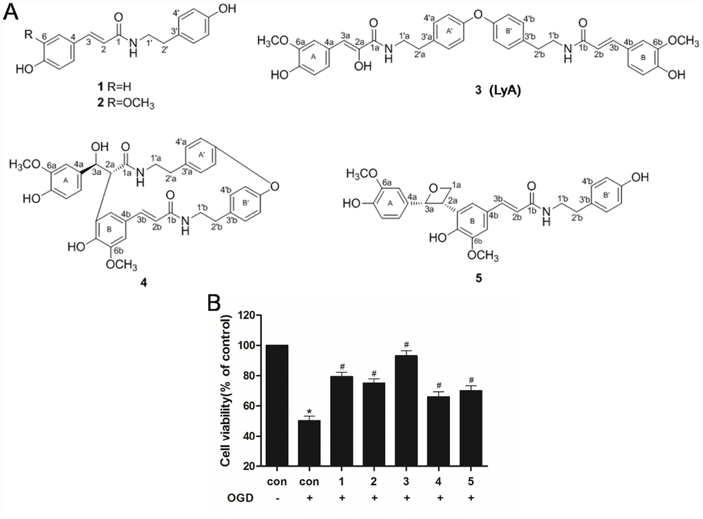 Effects of phenolic amides and OGD on cell viability. (A) Chemical structure of phenolic amides (1-5). Thereinto, the compound 3 is Lyciumamide A (LyA). (B) MTT assay was employed to investigate the protective effects of phenolic amides against OGD-induced cytotoxicity. The concentrations of these compounds is 40 μM. Data were represented as means ± SD (n=6). *p #p 