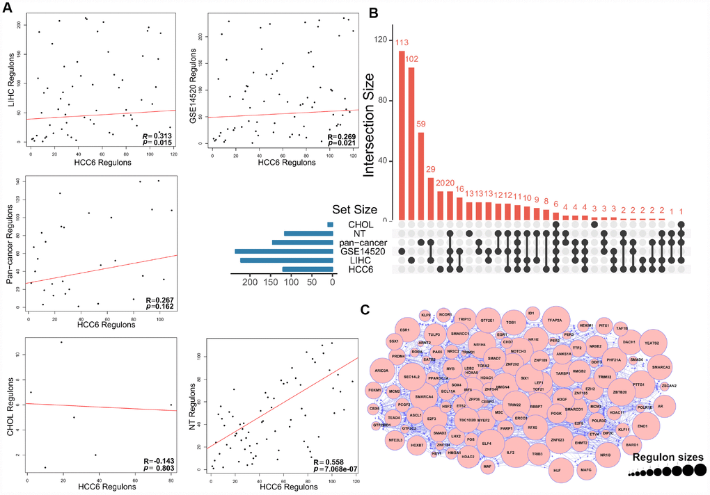 MRA agreement among different cohorts using filtered networks. (A) Networks were filtered by applying a DPI threshold of 0.01 to remove the weakest interactions. The scatter plots show ranking agreement (by enrichment P-value) for all regulons. (B) UpSet plot of the intersection of identified regulons in different cohorts. (C) Network visualization of the 120 MRs. The size of circles represents the size of each regulon.