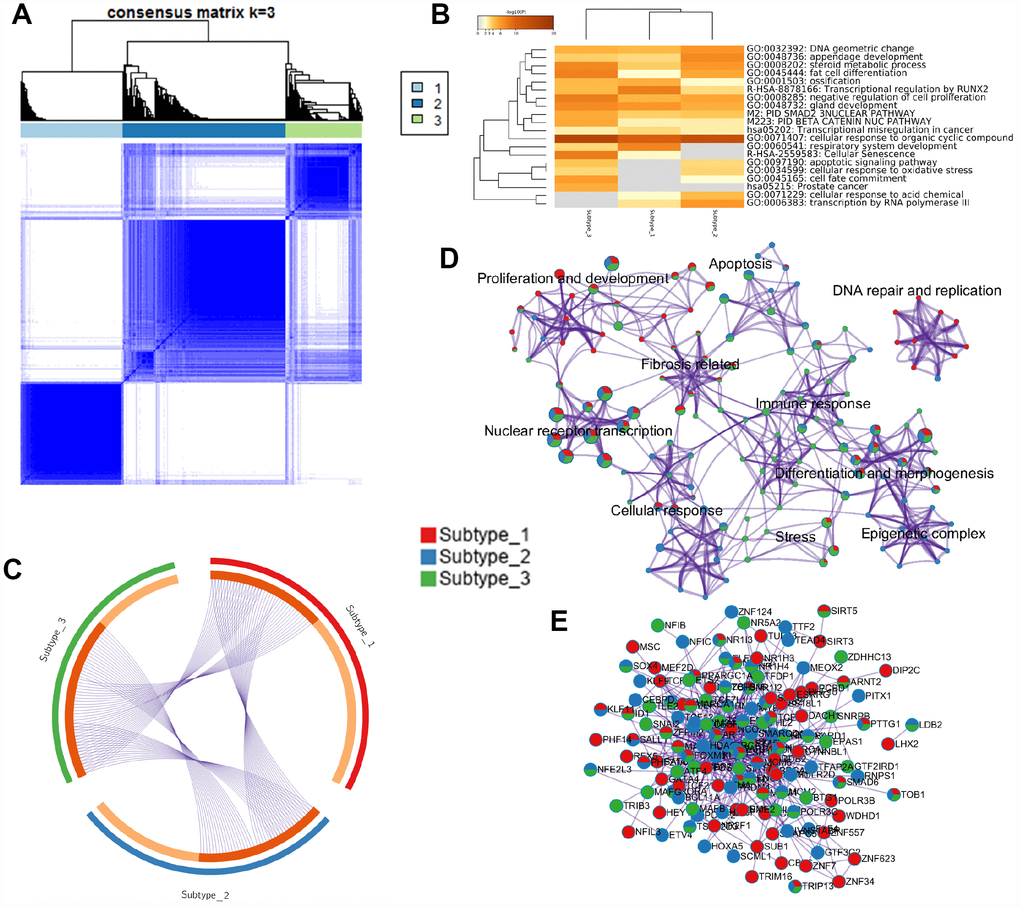 HCC subtyping analysis and functional annotation of MRs. (A) Three subgroups were identified by the non-negative matrix factorization (NMF) method in the HCC6 dataset, using consensus hierarchical clustering. (B) Meta-analysis of function annotation based on three subtype-related MR lists. Heatmap shows the top enrichment clusters (gray color indicates lack of significance). (C) Circos plot of MRs’ overlap among the three HCC subtypes. On the inside arc, dark orange color represents the MRs that appear in multiple subtypes and light orange color represents MRs that are unique to that subtype. (D) Enrichment network visualization for biological function from the three HCC subtypes. Nodes are represented by pie charts indicating their associations with each subtype. (E) Protein-protein interaction (PPI) network of MRs.