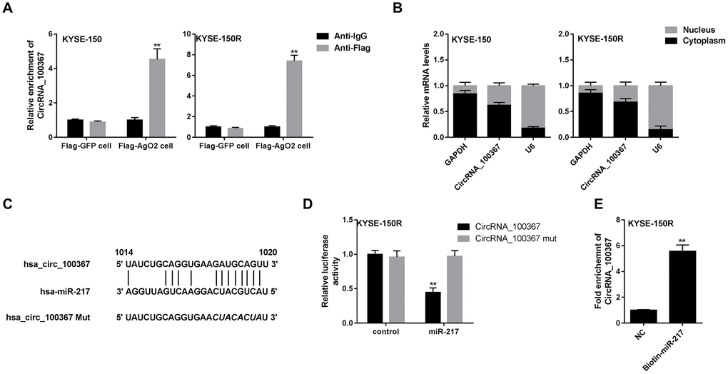 The interaction between circRNA