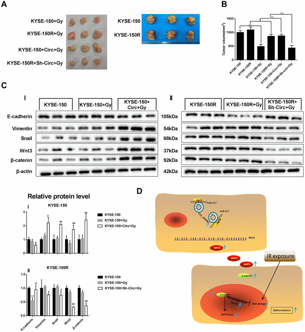 Effect of circRNA