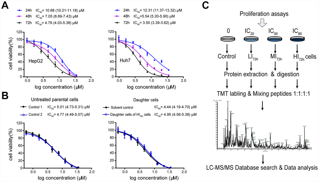 High-insensitive HepG2 cells do not belong to the sorafenib-resistant HepG2 cells. (A) Inhibitory effect of sorafenib treatment (24 h, 48 h and 72 h) on cell viability. The results represent as mean ± SD, n=6 per concentration. (B) Comparison of the IC50 values between untreated parental cells and the daughter cells of HI72h HepG2 cells. Two groups of untreated cells were used as controls for DMSO treatment (solvent control) and IC80 of sorafenib treatment, respectively. The results represent as mean ± SD, n=5 per concentration. Dose response curves were analyzed via nonlinear regression followed by two-way ANOVA for comparisons between 2 curves, p> 0.05. (C) Workflow of TMT-based proteomic experiment. See Methods for experimental details.