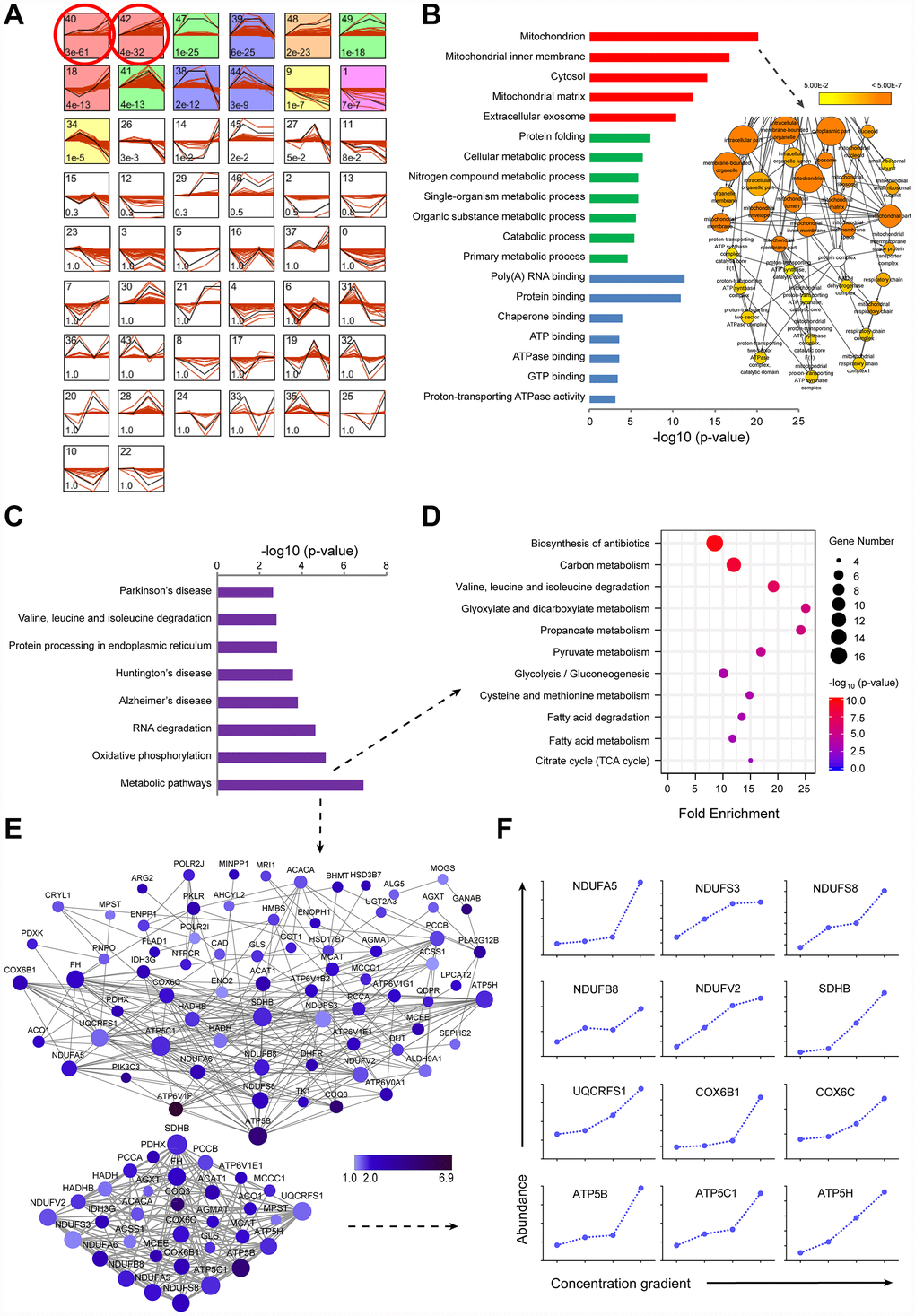 TMT-based proteomic analysis of expression of identified proteins in LI72h, MI72h and HI72h HepG2 cells. (A) Identification of clustered protein expression profiles by STEM. Model profiles (black) and the matched experimental protein expression profiles (red) are shown. Each box shows a profile identification number (upper left) and an unadjusted p value (lower left). Colored boxes represent model profiles assigned more proteins than expected by chance. (B) GO analysis of cellular components (red), biological process (green) and molecular function (blue) for 520 regulated proteins. 102 proteins involved in the term ‘mitochondrion’ were further analyzed by BiNGO plugin in Cytoscape. The node size corresponds to the number of proteins assigned to an individual term; p-value supplementary Figure 2A and Table 2. (C) KEGG pathway analysis of 520 regulated proteins. (D, E) The proteins in the metabolic pathways were analyzed by the KEGG pathway (D, bubble chart) and the protein-protein interaction network (E). The extracted small network displays apparent interrelations between 33 mitochondrial proteins (lower panel, E). Each node is representative of a protein in the networks. The size of the nodes indicates the node degree that reflects the number of neighbors linked to a node. The color intensity corresponds to the fold change of proteins regulated in HI72h cells compared to that in the control. (F) Quantified profiles of regulated proteins associated with mitochondrial oxidative phosphorylation in the control, LI72h, MI72h and HI72h HepG2 cells. See also Supplementary Table 3.