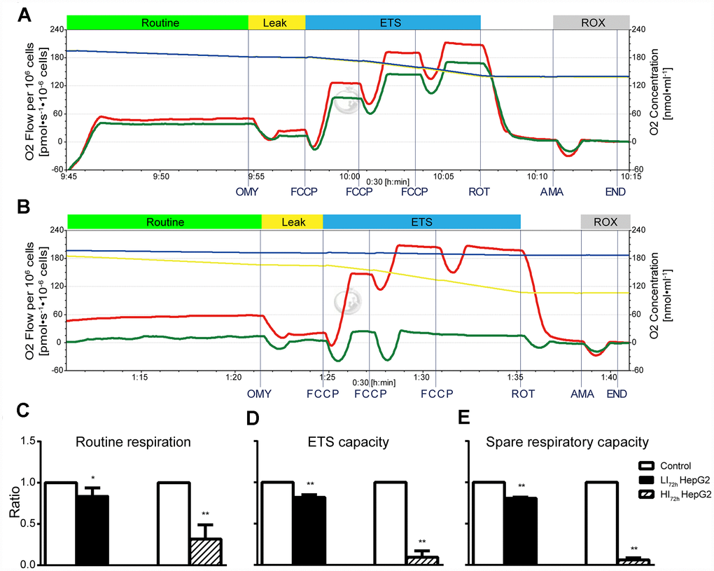 Changes in cellular mitochondrial respiratory function of LI72h and HI72h HepG2 cells. (A, B) Representative tracings of high-resolution respirometry in LI72h (A) and HI72h HepG2 cells (B) compared to the control cells, respectively. O2 flow per 106 cells (left axis; green line for LI72h or HI72h cells and red line for control cells) and O2 concentration (right axis; blue line for LI72h or HI72h cells and yellow line for control cells) were recorded in real time. OMY, oligomycin; FCCP, carbonylcyanide-4-(trifluoromethoxy)-phenylhydrazon; ROT, rotenone; AMA, antimycin A. (C–E) The results of routine respiration (C), ETS capacity (D) and spare respiratory capacity (E) in LI72h and HI72h HepG2 cells. The results are presented as the mean ± SD; *p 