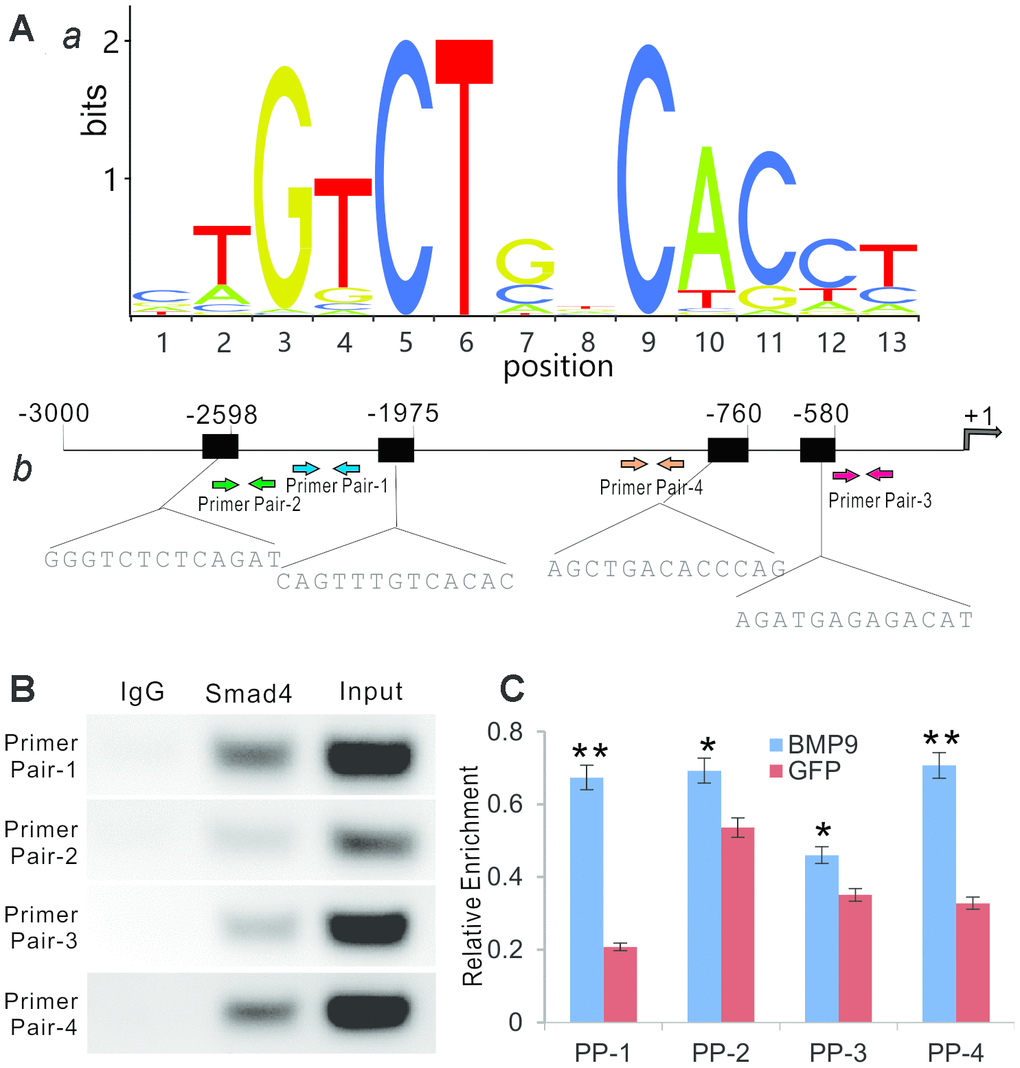 BMP9 regulates Rmst expression through Smad signaling pathway. (A) Bioinformatic prediction of putative Smad4 binding motif sequences using JASPAR. The representative position weight matrix for motif enriched in Smad4 binding sites by Chip-seq database (a). The sequences of putative binding sites and locations of PCR primer pairs are shown in (b). (B) ChIP analysis was performed with specific antibody for Smad4 in iMADs. Isotype matched IgG was used as a negative control. A whole cell extract (Input) was used as a positive control. (C) BMP9-induced binding of Smad4 to Rmst promoter. The iMADs were infected with Ad-BMP9 or Ad-GFP for 48h, and then subjected to anti-Smad4 ChIP pull-down as described in (B). RT-qPCR analysis was carried out to determine relative Smad4 promoter enrichment with different primer pairs. “*”, pvs. Ad-GFP group.