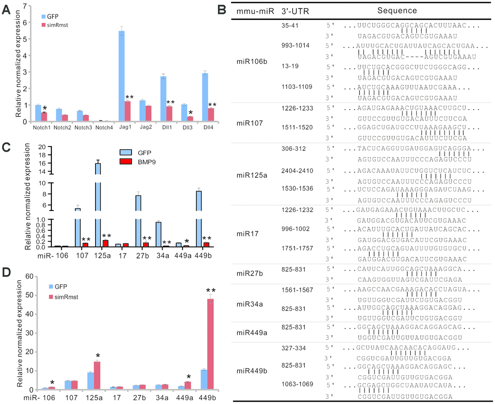 Rmst modulates Notch signaling pathway by neutralizing a panel of Notch-targeting miRNAs in BMP9-induced osteogenic differentiation. (A) Silencing Rmst reduces the expression of most Notch receptors and ligands. Exponentially growing iMADs were infected with Ad-GFP and Ad-simRmst for 72h. Total RNA was isolated and subjected to qPCR analysis use primers for the indicated genes. Each qPCR assay condition was done in triplicate. Gapdh was used as a reference gene. “*”, pvs. Ad-GFP group. (B) Putative target sites on Rmst for several Notch-targeting miRNAs. (C) BMP9 suppresses the expression of Notch-targeting miRNAs in MSCs. The iMADs were infected with Ad-GFP or Ad-BMP9 for 72h. Total RNA was isolated and subjected to TqPCR analysis. Each qPCR assay condition was done in triplicate. Gapdh was used as a reference gene. “*”, pvs. Ad-GFP group. (D) Silencing Rmst restores the expression of several Notch-targeting miRNAs in MSCs. The iMADs cells were infected with Ad-GFP or AdR-simRmst for 72h. Total RNA was isolated and subjected to TqPCR analysis. Each qPCR assay condition was done in triplicate. Gapdh was used as a reference gene. “*”, pvs. Ad-GFP group.