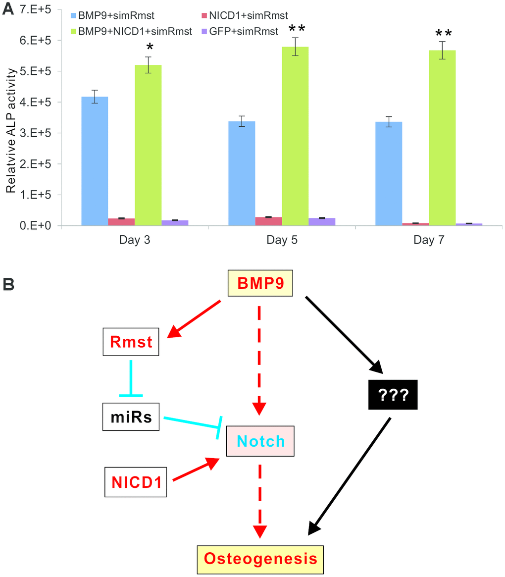A constitutive activation of Notch signaling rescues BMP9-induced ALP activity that is diminished by Rmst silencing. (A) Subconfluent iMADs were co-infected with Ad-BMP9, Ad-GFP, Ad-simRmst, and/or Ad-NICD1. Quantitative measurement of relative ALP activity was determined at 3, 5 and 7 days after infection. Assays were done in triplicate. “*”, pvs. Ad-BMP9+Ad-NICD1+Ad-simRmst group. (B) A working model for the role of Rmst-miRNA-Notch regulatory loop in mediating BMP9-induced osteogenesis through Notch signaling. While BMP9 can induce osteogenic differentiation directly through Notch or other mediators, lncRNA Rmst provides an important delicate modulation of this process. The expression of Notch receptors and ligands is normally suppressed by a panel of miRNAs. BMP9 induces lncRNA Rmast, which subsequently sponges out those Notch-targeting miRNAs, leading to the de-suppression of Notch signaling and facilitating bone formation. The constitutive Notch activator NICD1 can bypass the Rmst-miRNA loop and directly activate Notch downstream events.