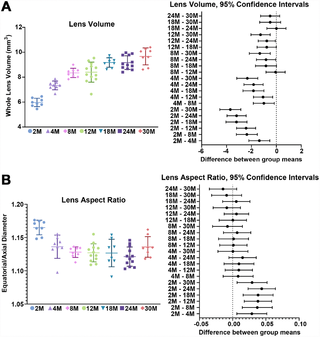 Lens volume and aspect ratio for mouse lenses between 2–30 months of age. Lines on the plots reflect mean ± SD of n = at least 8 lenses per age. The graph next to the data plots shows the 95% confidence interval. Any comparisons not crossing the dotted line are statistically significant (p A) Lens volume (mm3) from mice between 2–30 months of age. The volume increases steadily between 2-8 months of age and more slowly after 8 months. (B) The lens aspect ratio (axial/equatorial diameter) drops slightly between 2 to 4 months of age and then remains unchanged with age. Mouse lenses become slightly more spherical between 2 and 4 months.