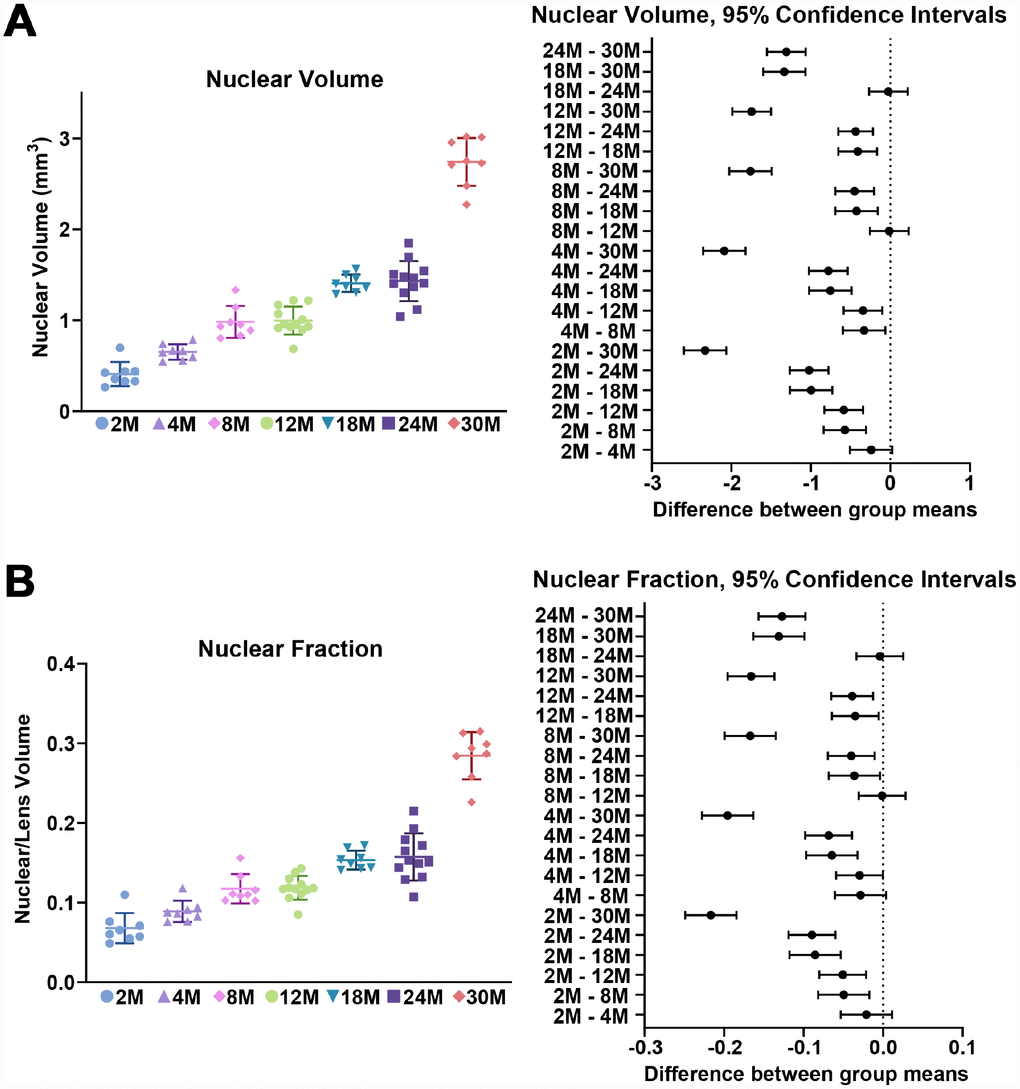 Nuclear volume and fraction for mouse lenses between 2–30 months of age. Lines on the plots reflect mean ± SD of n = at least 8 lenses per age. The graph next to the data plots shows the 95% confidence interval. Any comparisons not crossing the dotted line are statistically significant (p A) The volume (mm3) of the lens nucleus steadily increases with age. (B) Since nuclear volume increases more than lens volume with age, the nuclear fraction (nuclear/lens volume) increases with age.