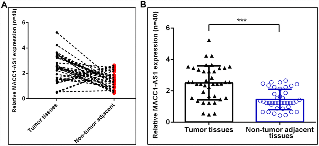 MACC1-AS1 was overexpressed in HCC samples. (A) MACC1-AS1 level was dramatically increased in HCC samples compared to adjacent normal samples, and 77.5% (31 of 40) of HCC samples showed overexpression of MACC1-AS1. (B) MACC1-AS1 expression in 40 paired HCC and adjacent normal samples were analyzed. ***p