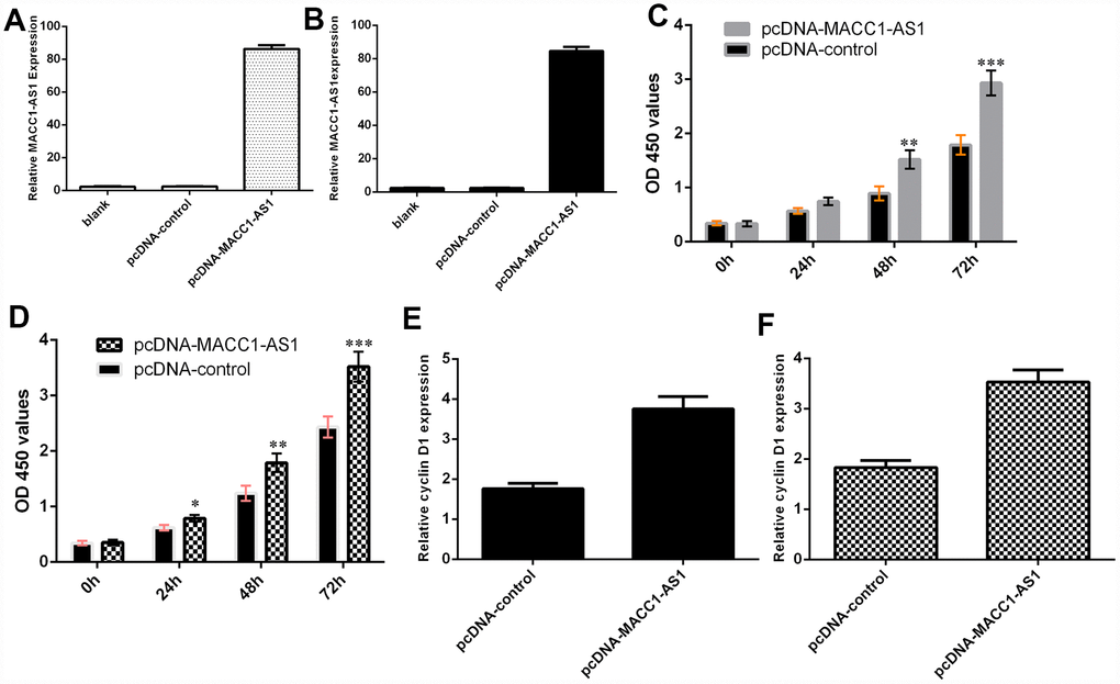 Ectopic expression of MACC1-AS1 induced HCC cell growth. (A) MACC1-AS1 expression was detected in the SMMC7721 cell by using qRT-PCR analysis. (B) MACC1-AS1 expression was detected in the MHCC-97H cell by using qRT-PCR analysis. (C) Ectopic MACC1-AS1 expression promoted cell proliferation in SMMC7721 cell. (D) Overexpression of MACC1-AS1 induced MHCC-97H cell growth. (E) Elevated MACC1-AS1 expression induced the cyclin D1 expression in SMMC7721 cell. (F) The expression of cyclin D1 was analyzed by using qRT-PCR. *p