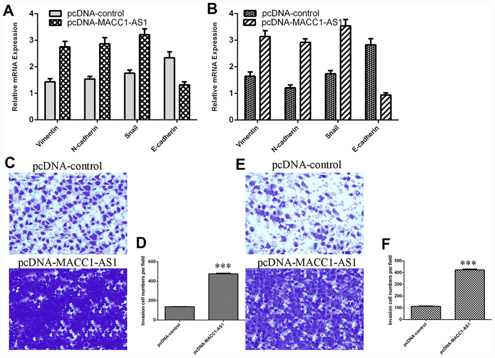 Elevated MACC1-AS1 expression promoted HCC cell epithelial-mesenchymal transition and invasion. (A) Ectopic MACC1-AS1 expression promoted vimentin, N-cadherin and snail expression and inhibited E-cadherin expression in SMMC7721 cell. (B) The mRNA expression of vimentin, N-cadherin, snail and E-cadherin was detected by qRT-PCR. (C) MACC1-AS1 overexpression induced the cell invasion in SMMC7721 cell. (D) The relative number of invasive cells is shown. (E) MACC1-AS1 overexpression induced the cell invasion in MHCC-97H cell. (F) The relative number of invasive cells is shown. ***p