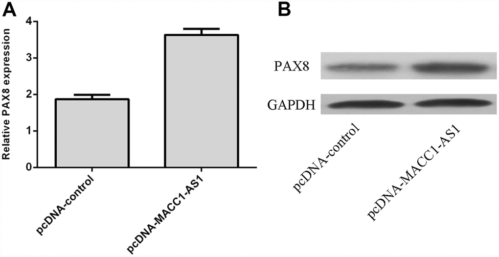 MACC1-AS1 overexpression enhanced PAX8 expression in HCC cells. (A) Overexpression of MACC1-AS1 enhanced PAX8 expression in SMMC7721 cell, as determined by qRT-PCR. (B) Elevated expression of MACC1-AS1 promoted the PAX8 expression in SMMC7721 cell, as determined by western blotting.